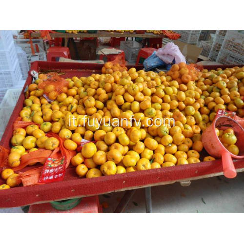 Best Price Nanfeng Baby Mandarin con buona qualità